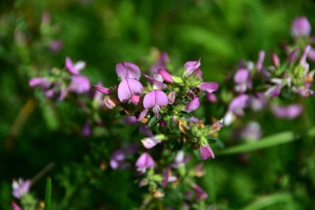 * * * Juniper Grove and Rock Face: a hike in the wild beauty of the Lochen Pass * * *