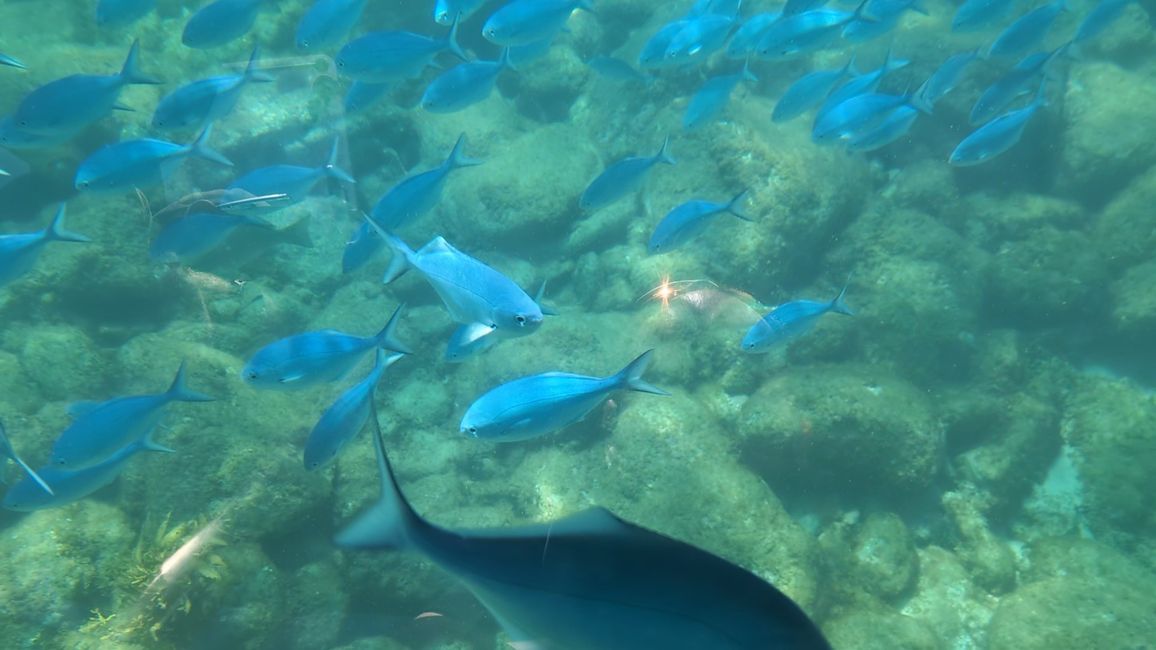 Whithianga