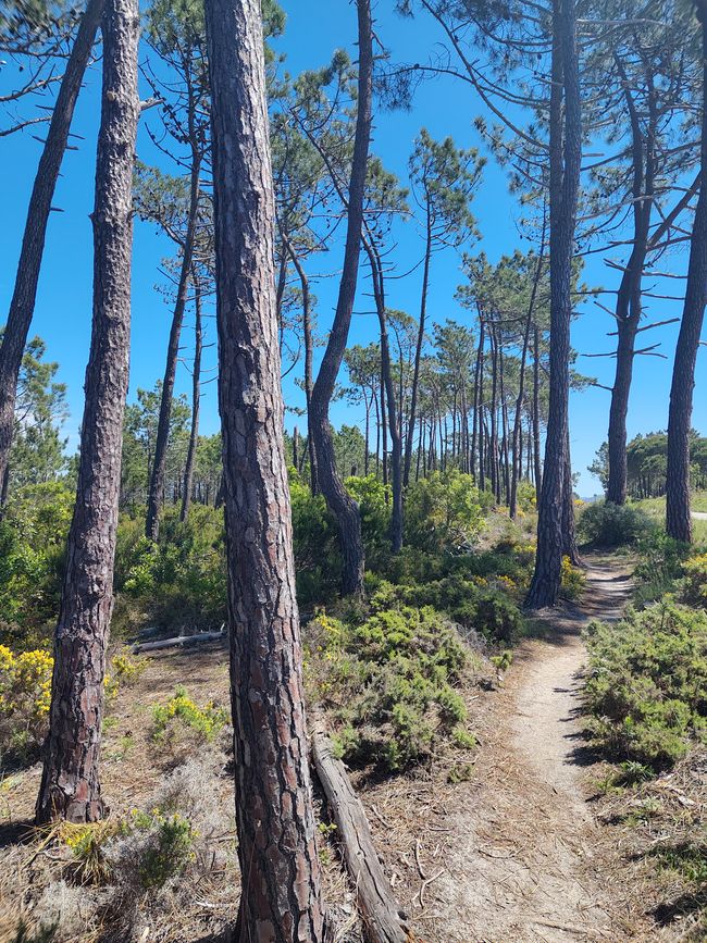 Arrifana -> Aljezur