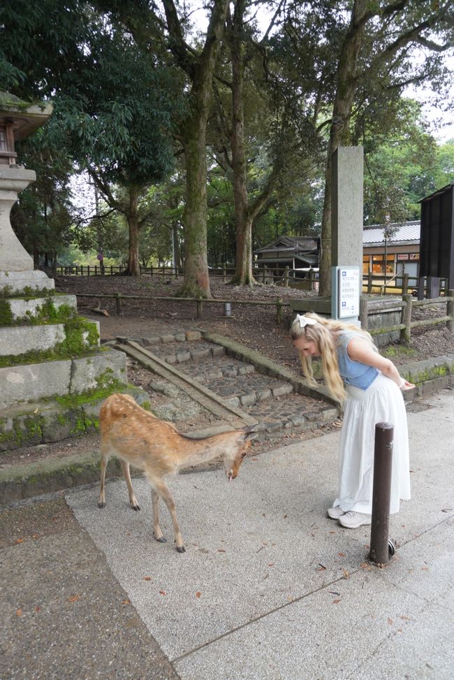 Über Nara nach Kyoto