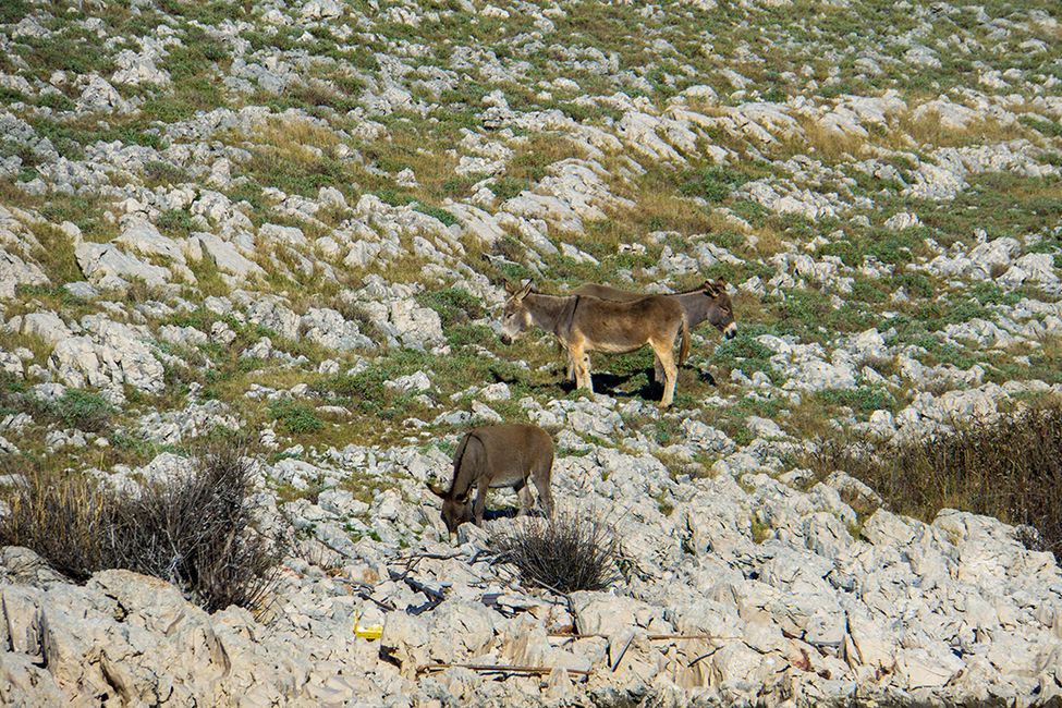 Esel mit zwei Köpfen. Sachen gibt's!
