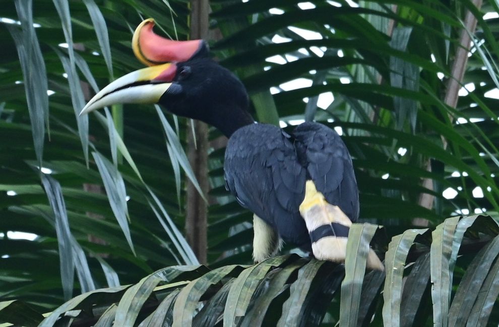 Tabin Wildlife Resort