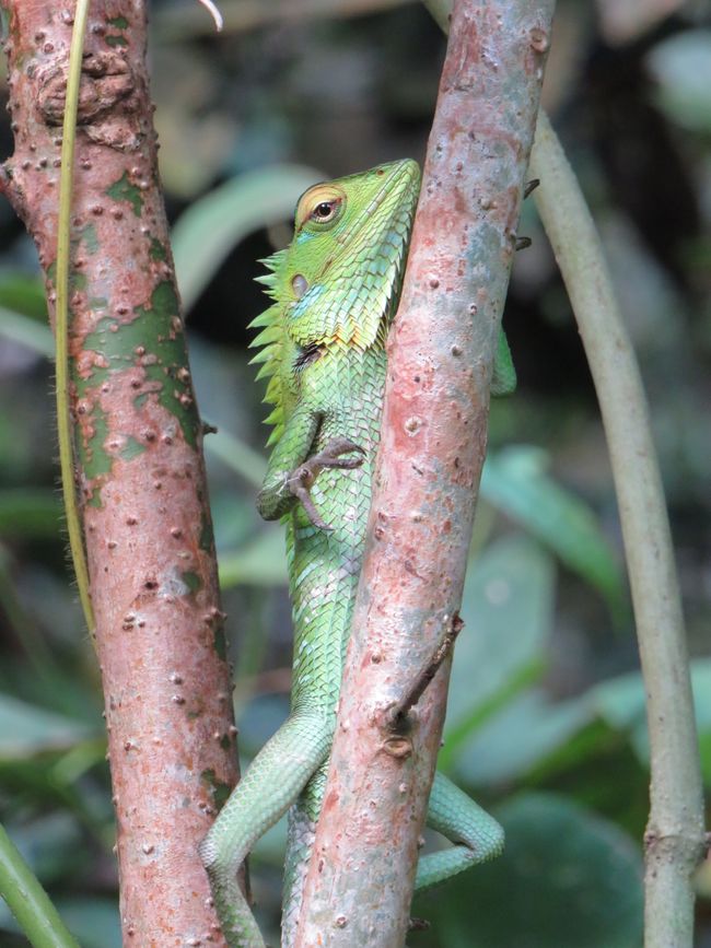 Sinharaja - l'ultima foresta pluviale dello Sri Lanka