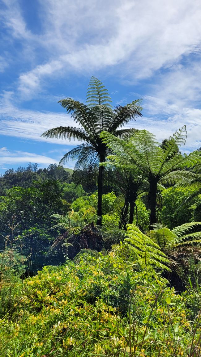 On the Trail of the Gold and Ore Mine in the Karangahake Gorge