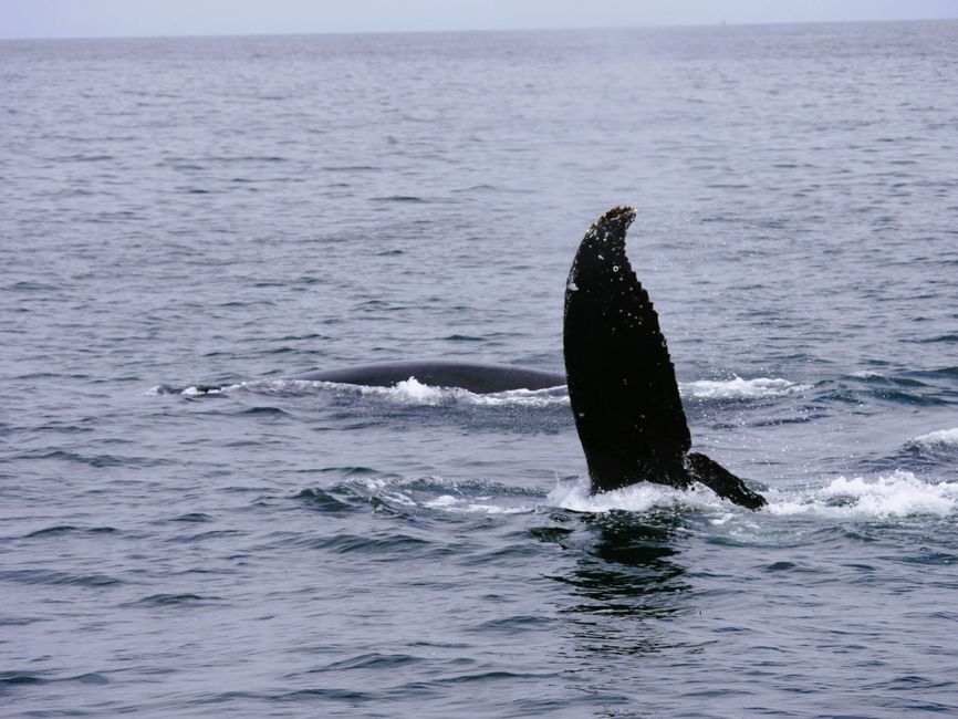 Excursión de avistamiento de ballenas