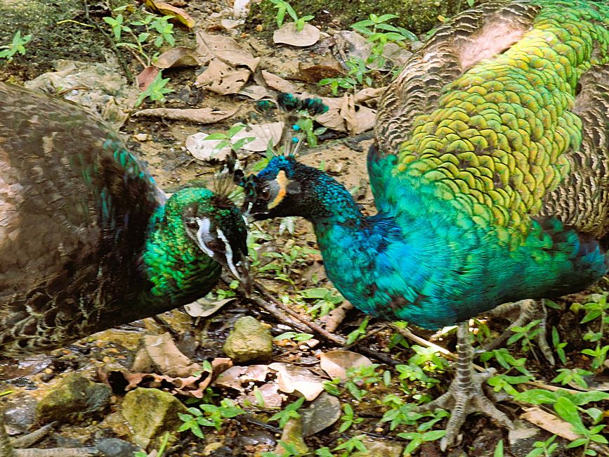 Bird Park