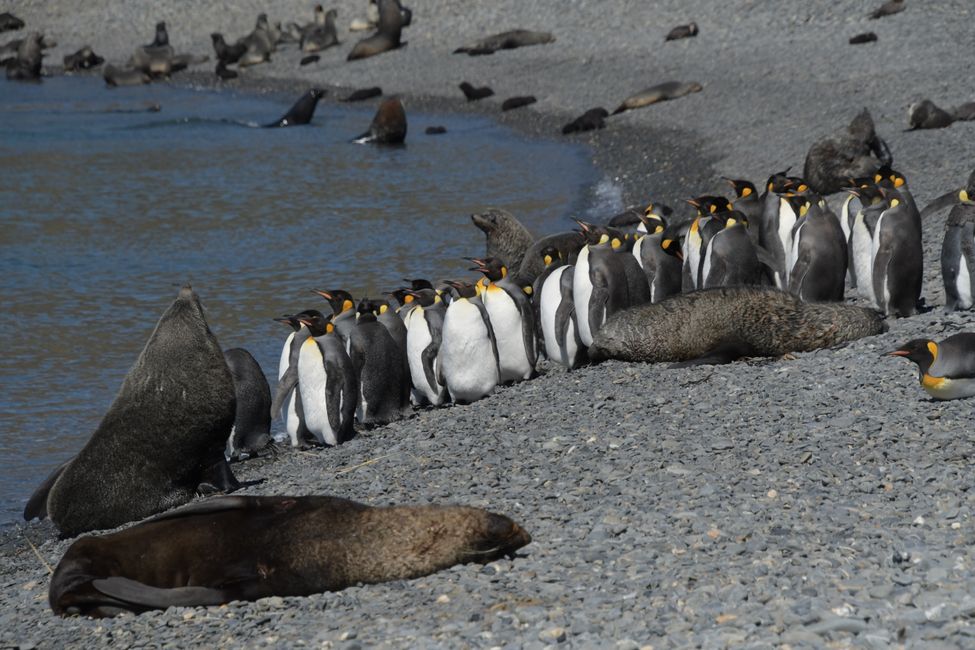 Königspinguine / King penguins