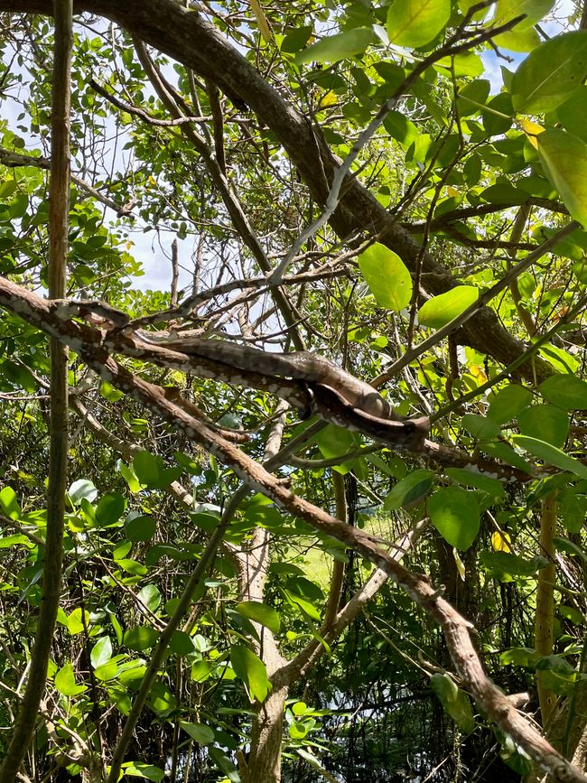 Boa constrictor - wer sieht sie?