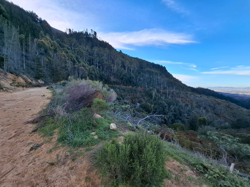 Sendero Constantia y bosque de Newlands