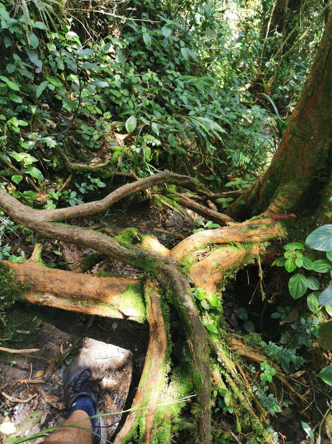 Llegada a las Highlands de Cameron y caminata por el sendero de la selva y a través de las plantaciones de té