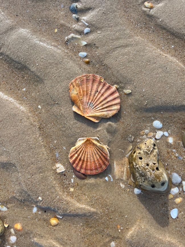 Finally, shell beaches again - there were few of them on Tenerife