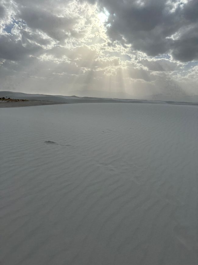 Arizona/ New Mexico/ Petrified Forest/ White Sands