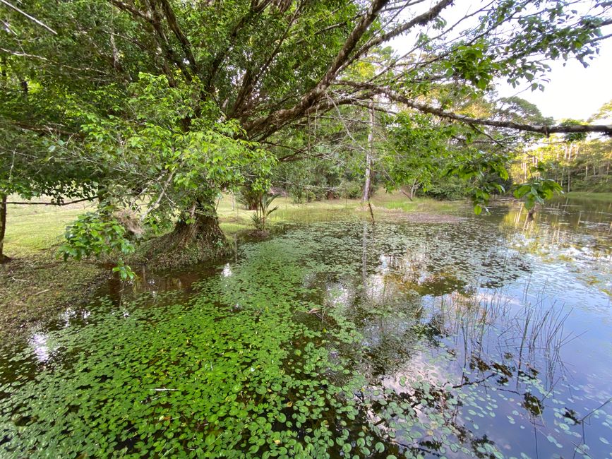 Boca Tapada
