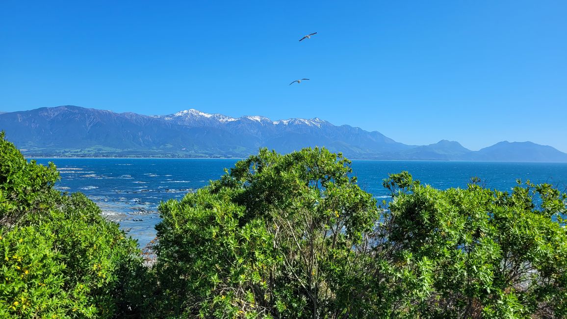 „Animal Watching“ in Kaikoura – Part Two (Seals, No Whales & Dolphins? - but Sheeps!)