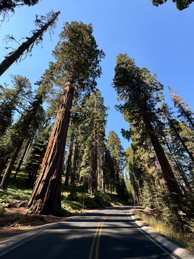 Day 6 - 5.9.2024
Sequoia NP & Kings Canyon