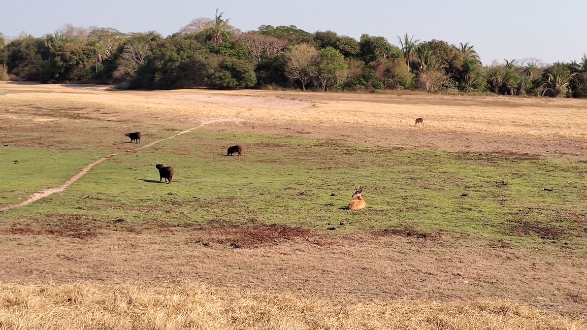 Brasil, A través del Pantanal