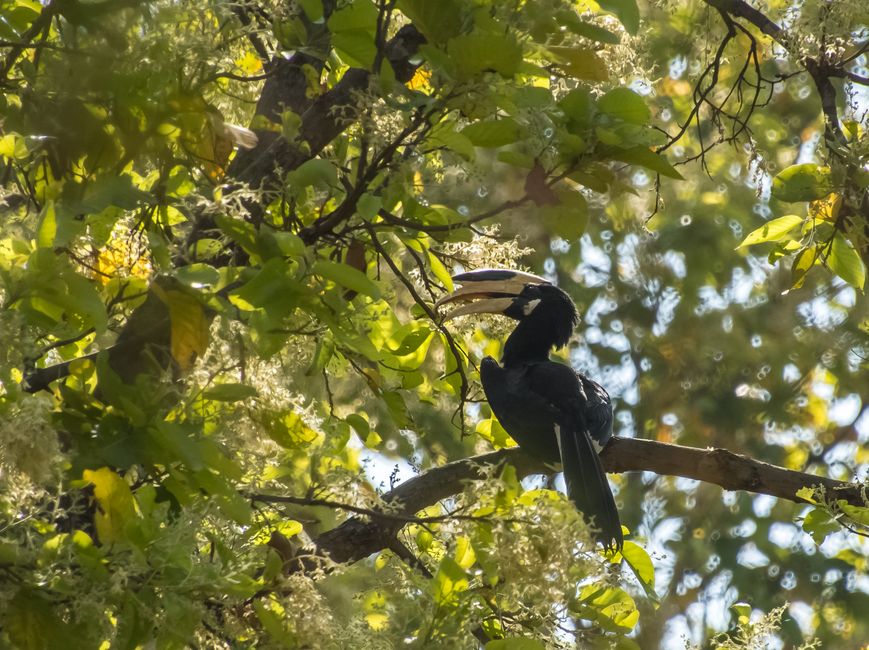 Malabar-Hornvogel / Malabar hornbill