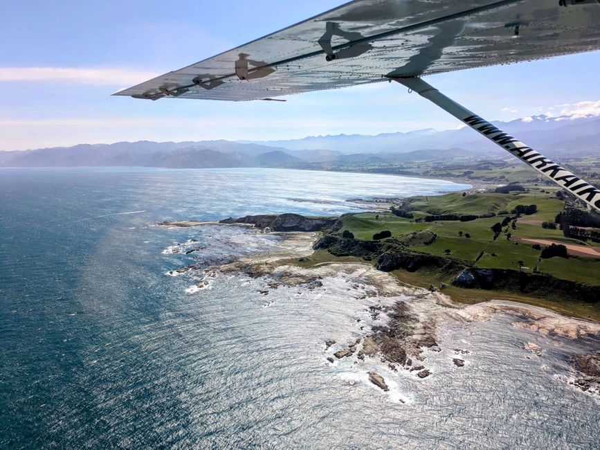 „Animal Watching“ in Kaikoura – Part Two (Seals, No Whales & Dolphins? - but Sheeps!)