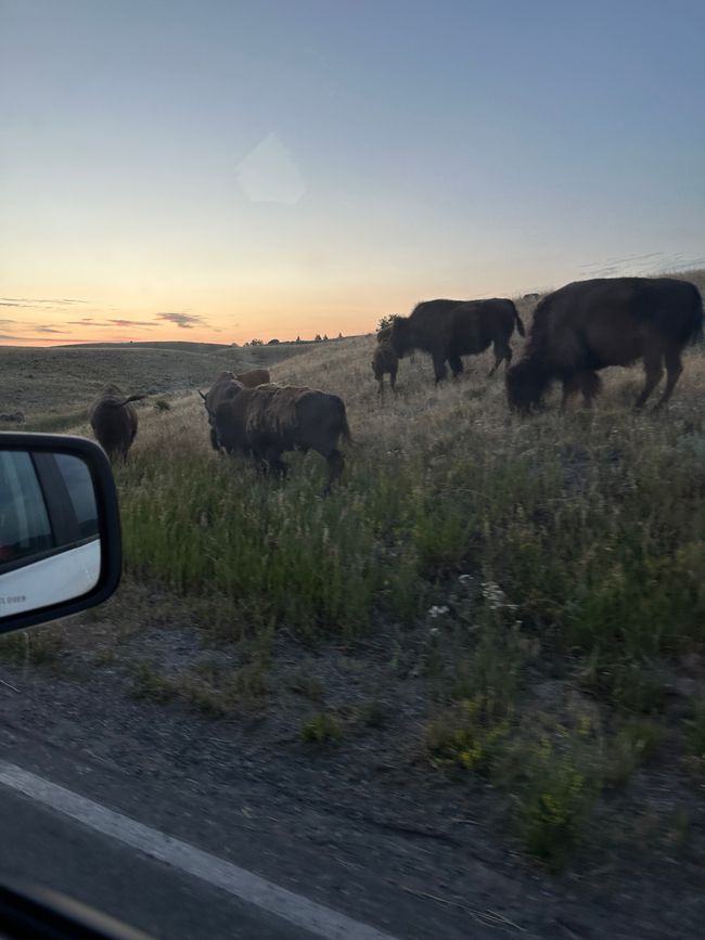 More Bison 