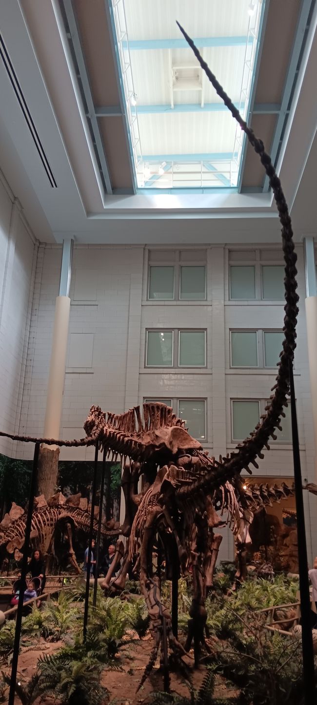 Museum of Natural History I