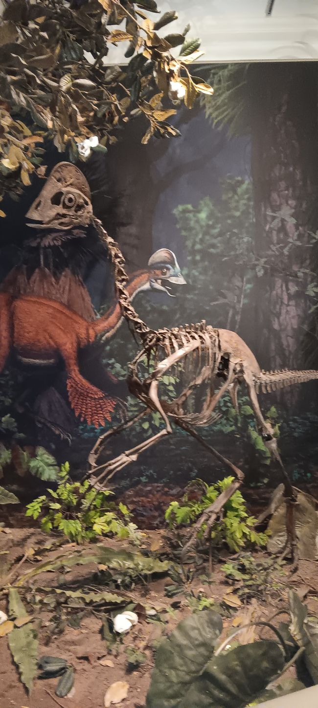 Museum of Natural History I