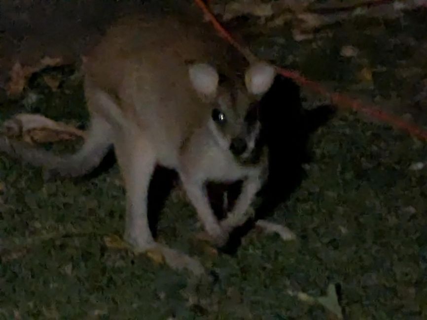 Kangaroo and Possums🦘