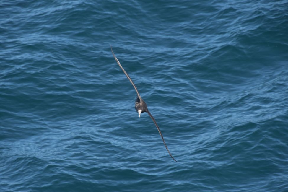 Riesensturmvogel / Giant Petrel
