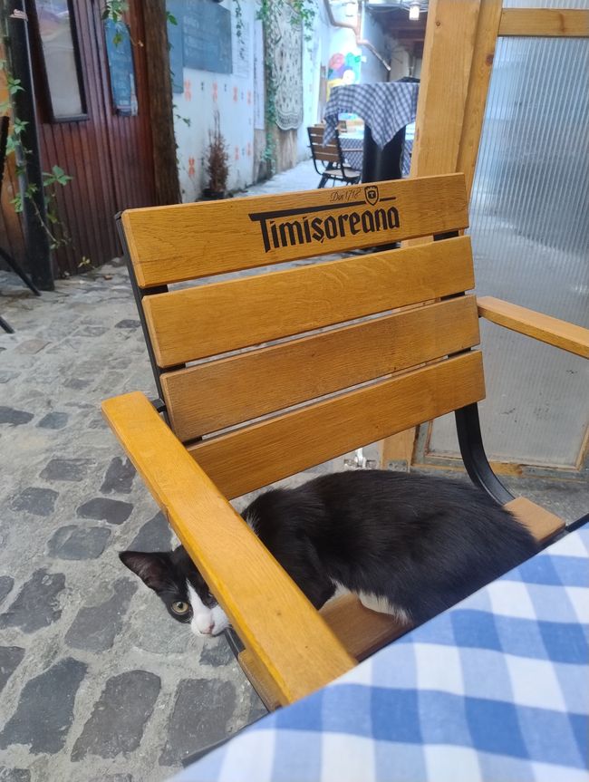 The cat of the day