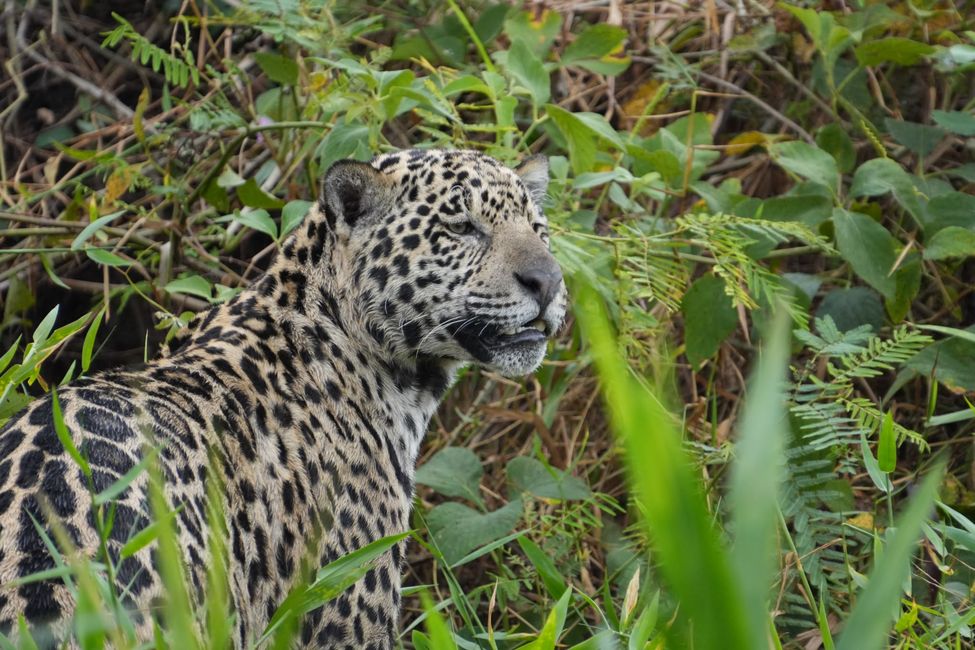 Jaguare en Porto Jofre