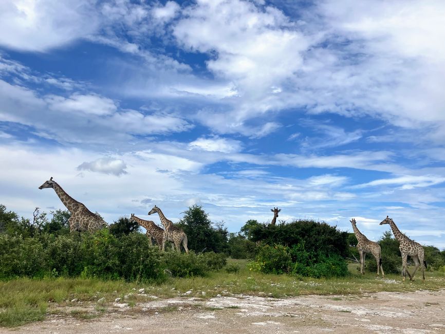 El Parque Nacional Etosha
