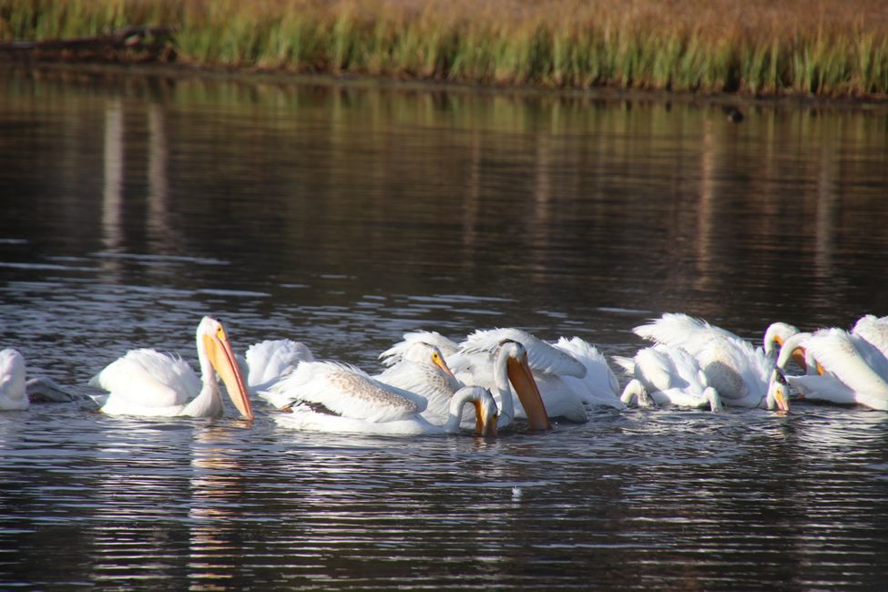 Pelicans