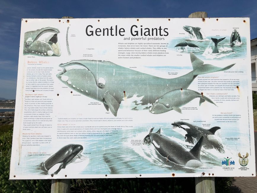 Gentle Giants - wir lieben sie