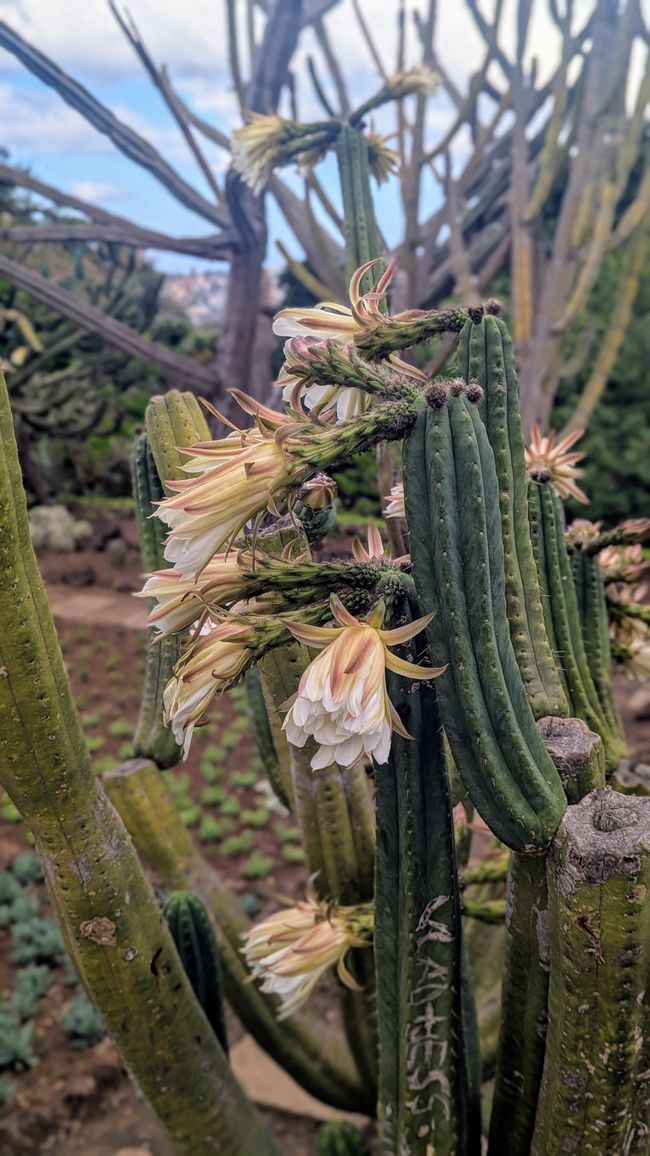 Tag 9: Funchal - mit einer rasanten Schlittenfahrt