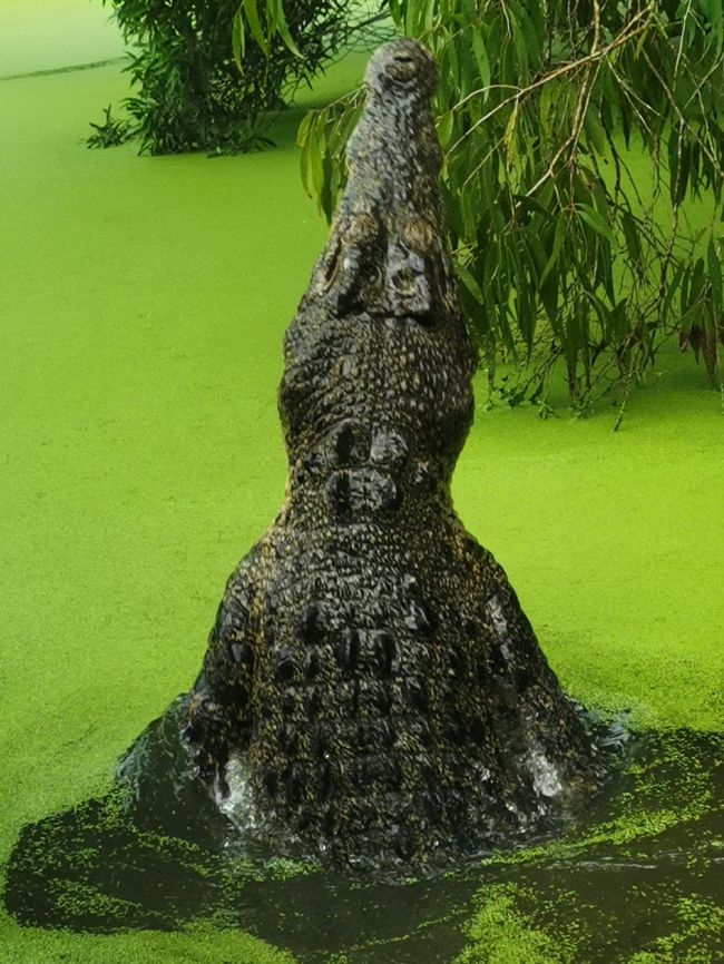 Cairns - Crocodile et Grande Barrière de corail