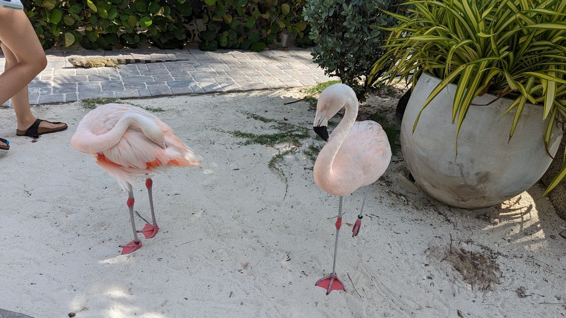 Flamingo Island (Renaissance Island)