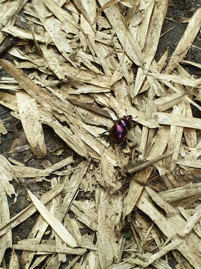 Käfer