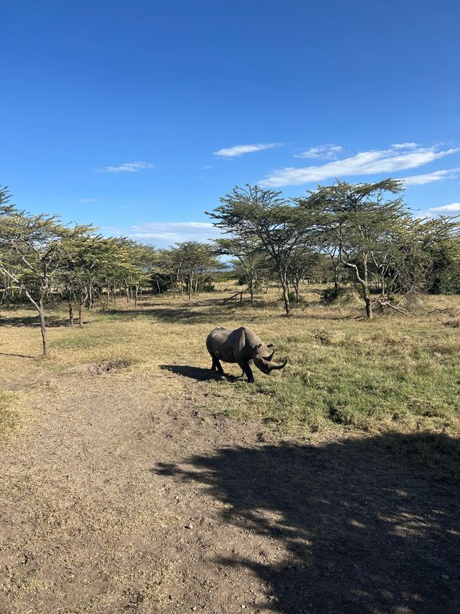 Nashörnchen in Ol Pejeta und Flusspferde in Naivasha