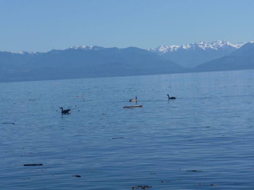 2025-05-21 Vancouver Island Wwoof