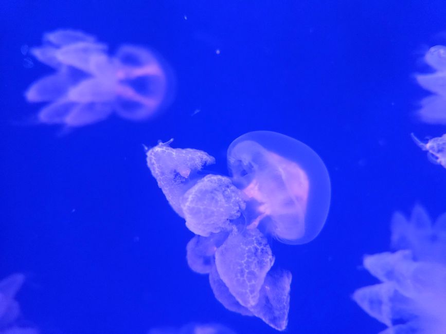 2025 - Aprile - Valencia - Oceanogràfic