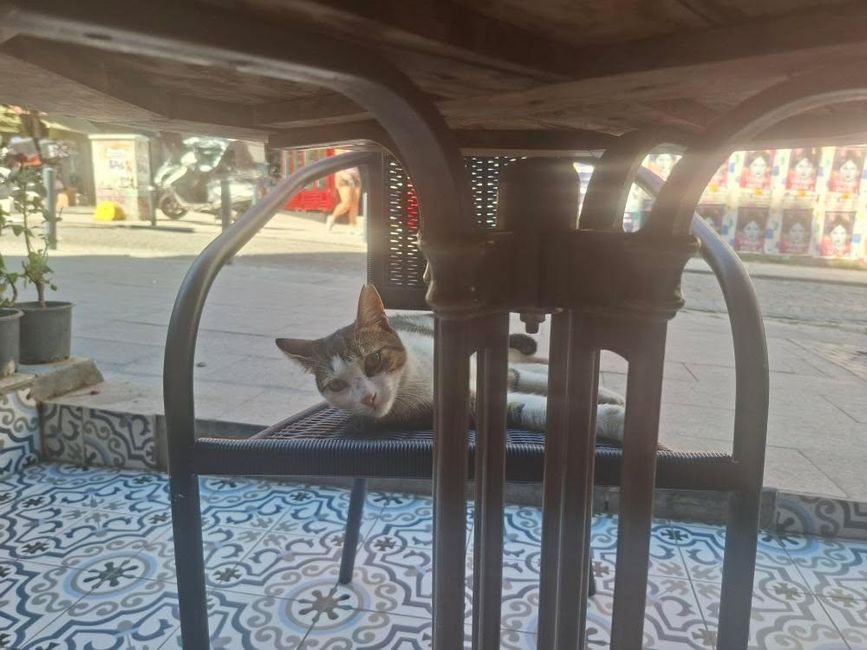 Istanbul Cat en un banco 