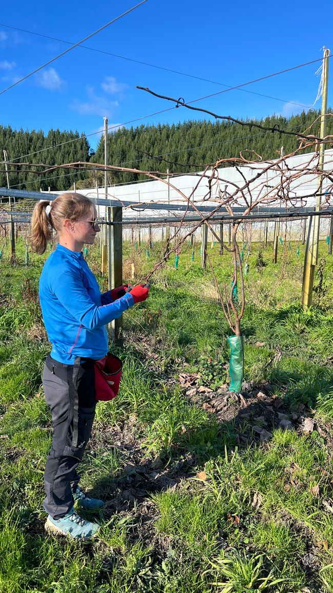 Manchmal sind die Äste so verzwirbelt, dass man sie mühsam von Hand entzwirbeln muss - Vorteil: die Arbeit ist mal nicht über Kopf ;)