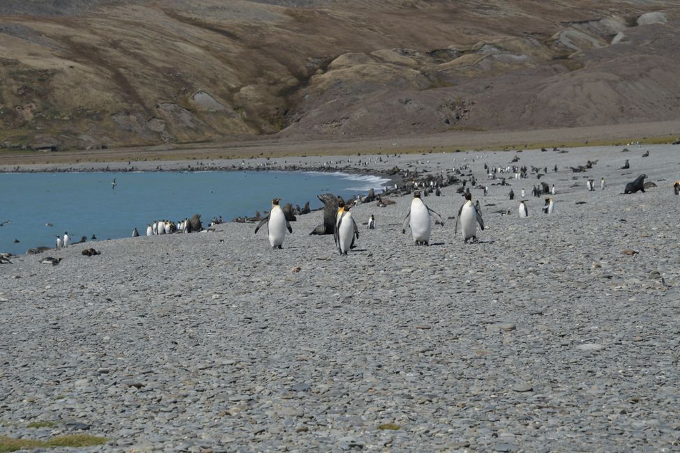 Königspinguine / King penguins