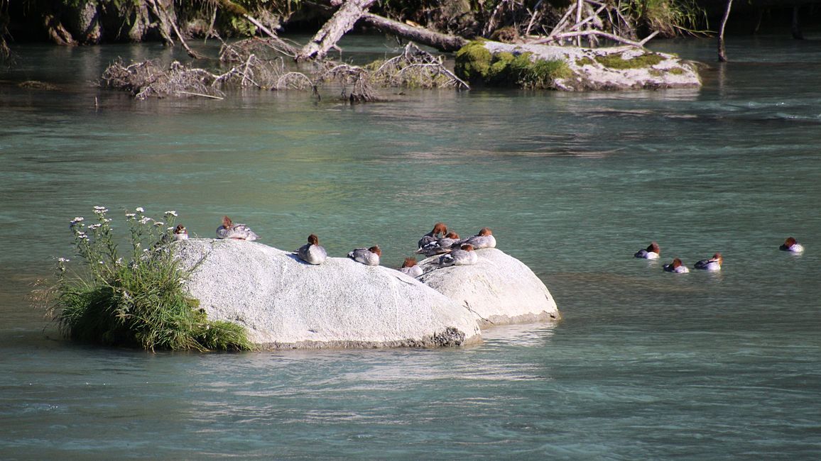 Etiqueta 25: Chilkoot Lake y más 'Oso' de lo que nos gustaría