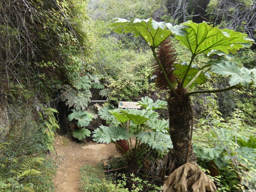 Robinson-Crusoe-Insel (Juan-Fernández-Inseln)