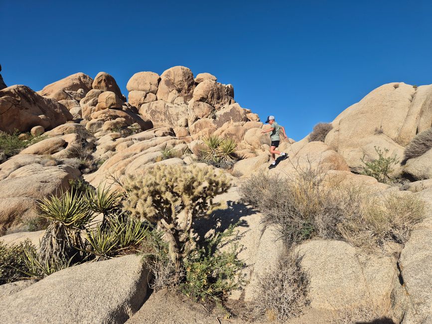 Joshua Tree