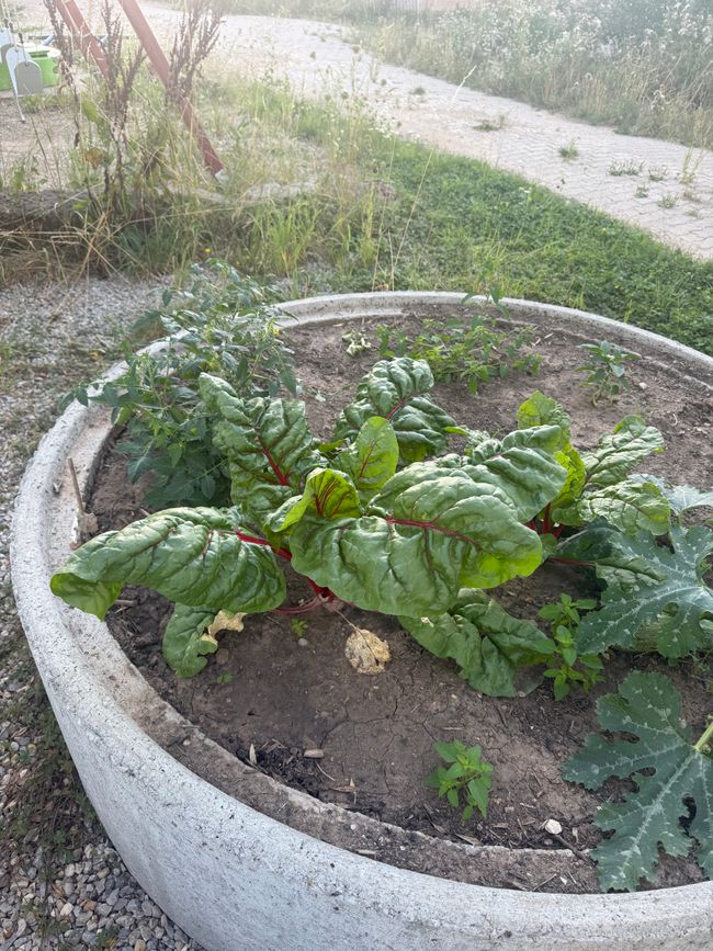 Gärtnern 👩🏼🌾/ gardening 👩🏼🌾