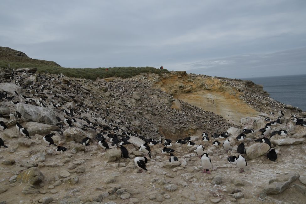Pinguin+Albatros-Kolonie / Penguin+albatros colony