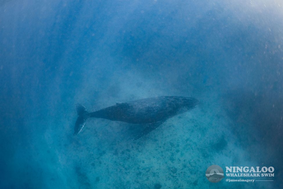 Snorkeling with Humpback Whale / Humpback whale swim