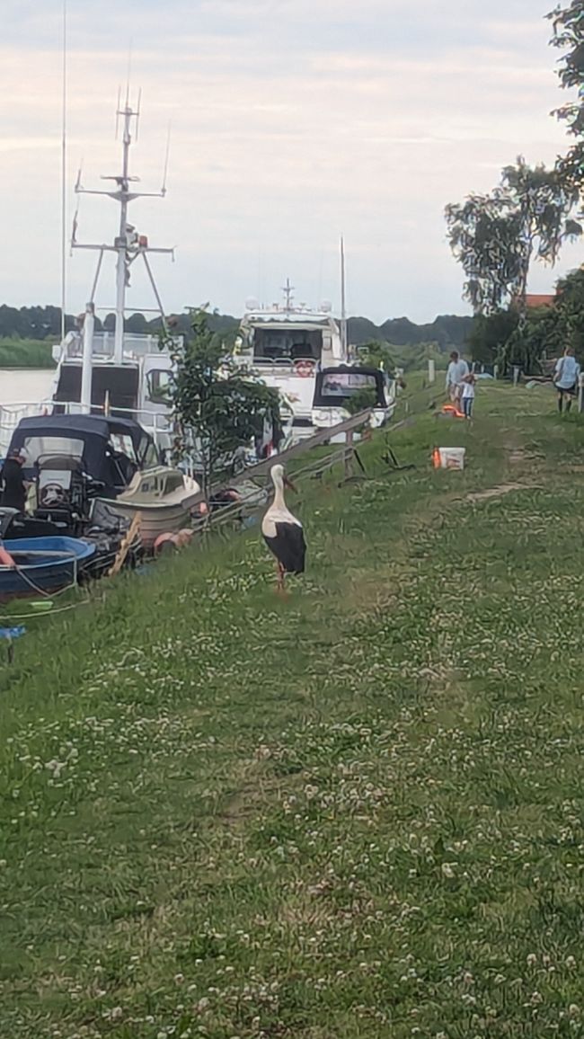 Pioggia, zanzare e storie – Verso la Penisola Curoniana