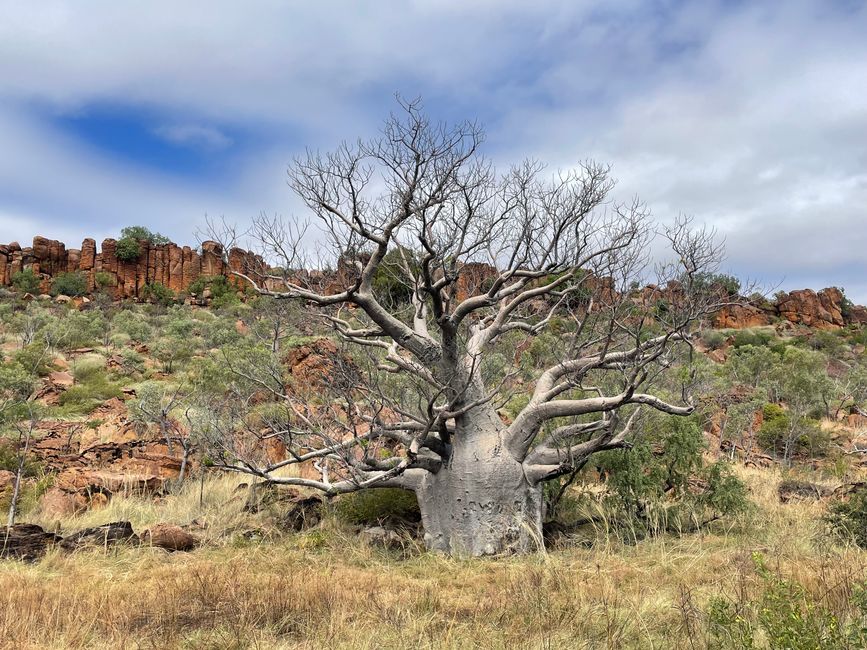 Baobab al borde de la carretera. ¿No tiene carácter?